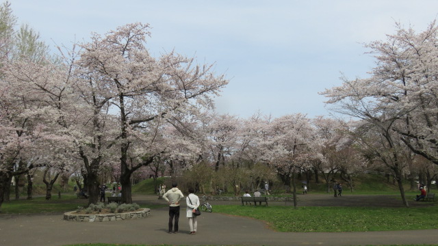 さくら（遠景）の写真