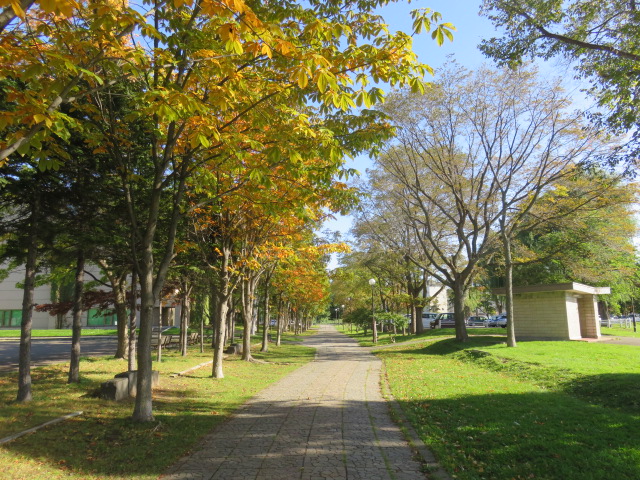 農試2号線からの紅葉写真