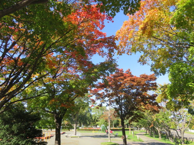 遊戯広場と紅葉の写真