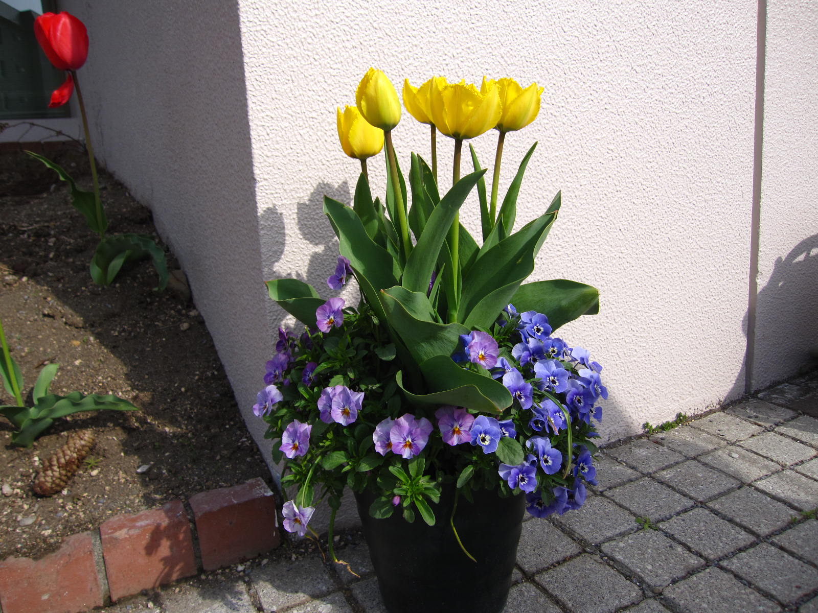 寄せ植え