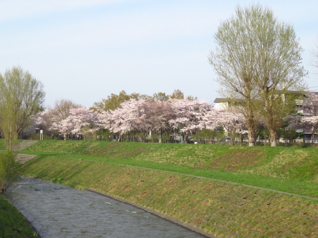 サクラ（琴似発寒川河川敷）