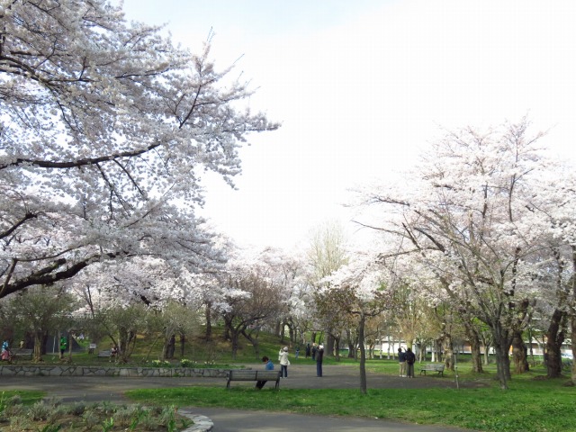 サクラ（公園南エリア）