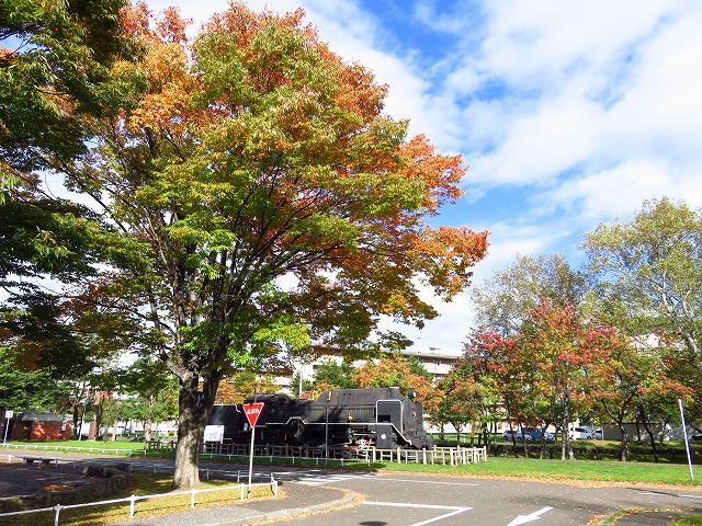 交通コーナー紅葉